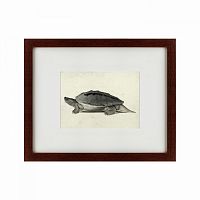 картина: a hand-painted illustration of a burmese roofed turtle, 1873 в Тольятти