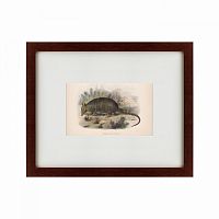 картина: armadillo, 1860 в Тольятти