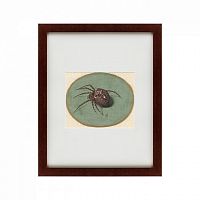 картина: spider, 1690 в Тольятти