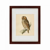 картина: brown owl, 1760 в Тольятти
